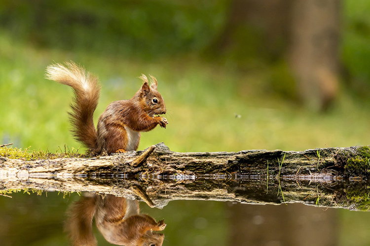 Red Squirrel Trail Cycle