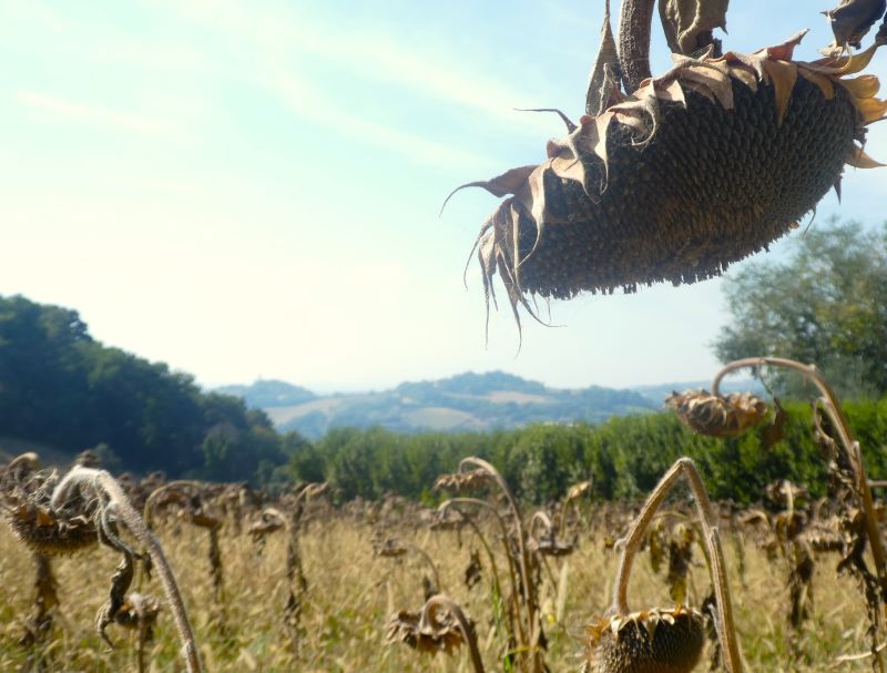 verso novilara