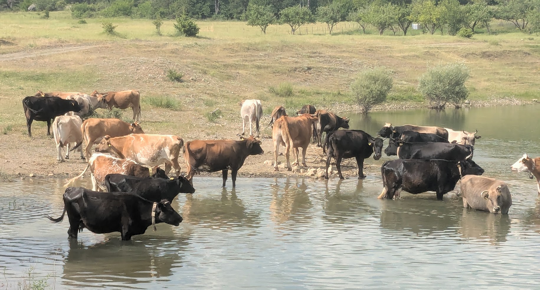 day 5 cowmusic