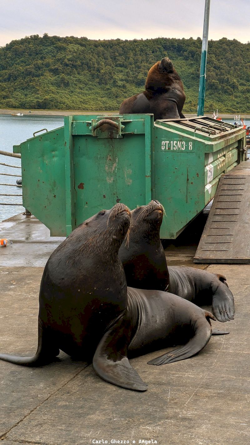 1Cap1 puertomonttmod