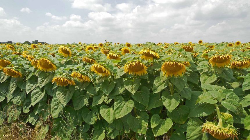 2 Campo di girasoli