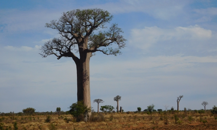 ciaobici madagascar Erik willem 15