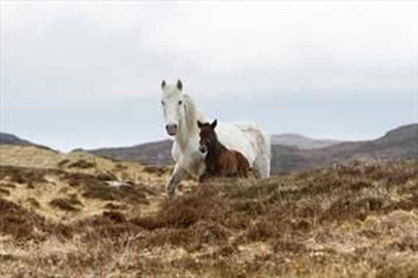 Eriskay ponies min 729663729.jpgToFit300x200 ciclabili GB ciclabili GB