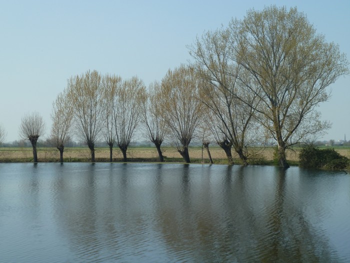 gorghi in trecenta
