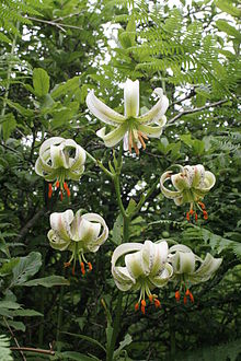 Lilium ledebourii 2