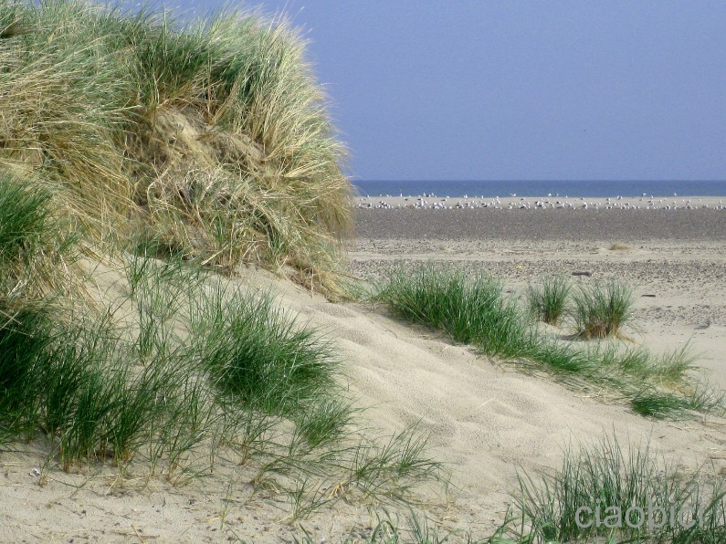 2 dune skagen dk