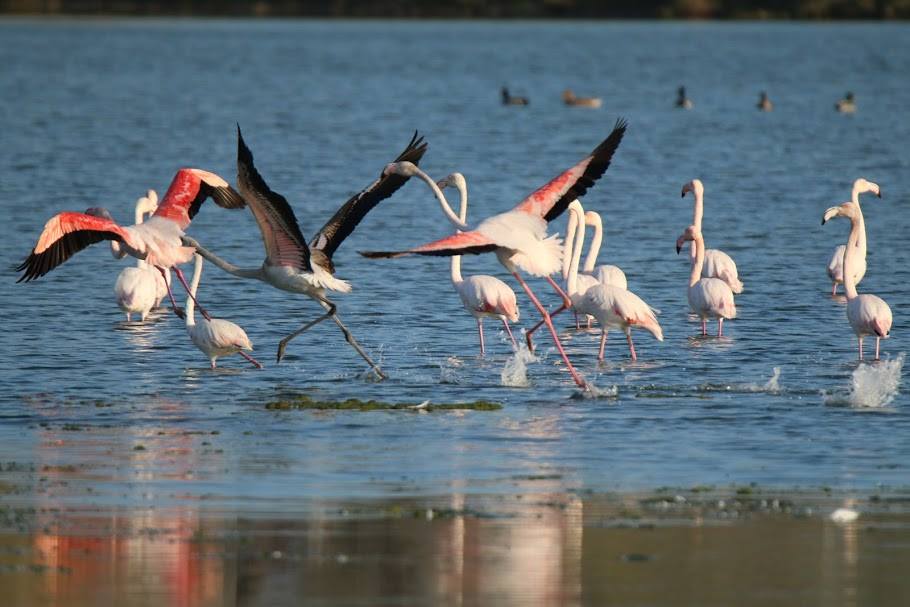 ciaobici fenicotteri rosa