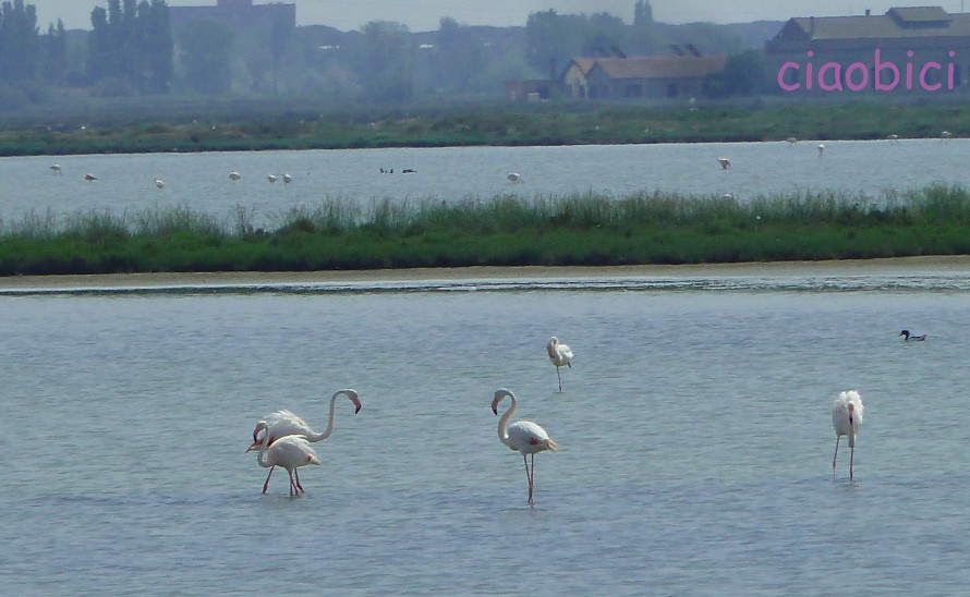 valli comacchio 3