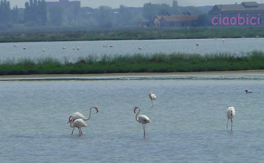 valli comacchio 3