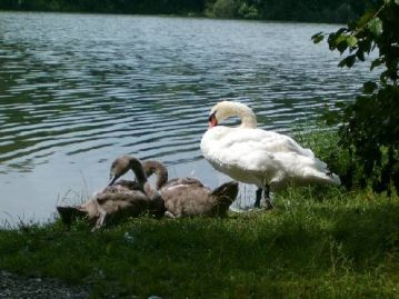 konigsee bodensee 07